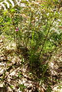 Image of Anisopogon