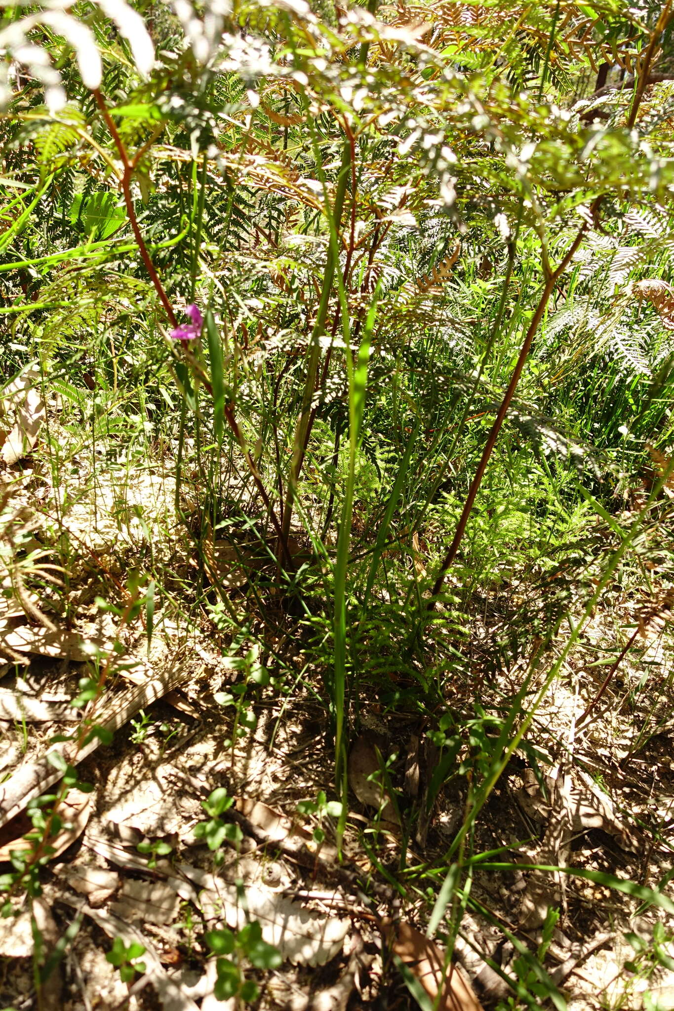 Anisopogon resmi