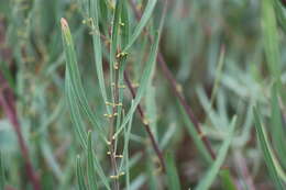 Acacia stricta (Andrews) Willd.的圖片