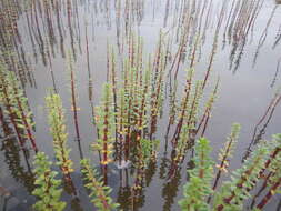 Image of Four-Leaf Mare's-Tail