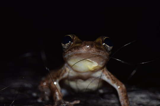 صورة Scinax ruber (Laurenti 1768)