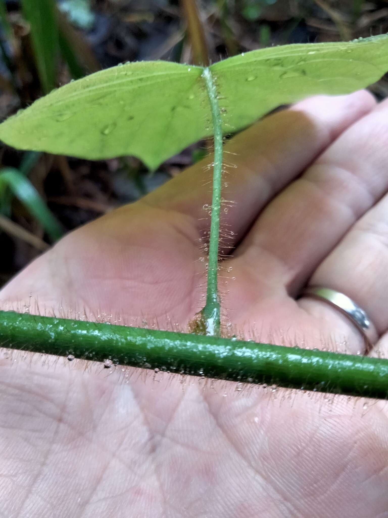 Image of Legnephora moorei (F. Müll.) Miers