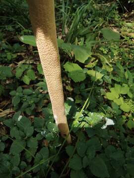 Image de Macrolepiota detersa Z. W. Ge, Zhu L. Yang & Vellinga 2010