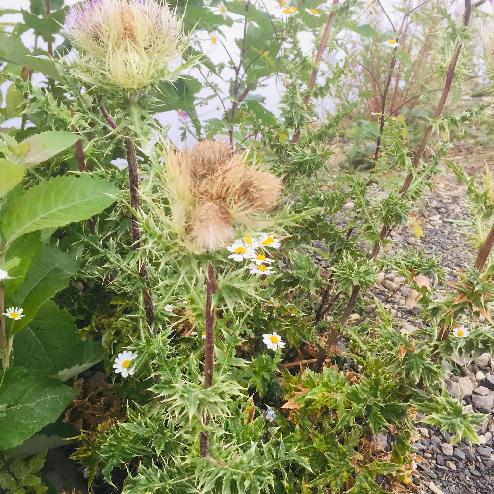 Image of Cirsium obvallatum (M. Bieb.) M. Bieb.