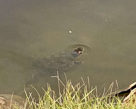 Image of Hispaniolan Slider Turtle