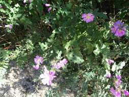 Image of thicket globemallow