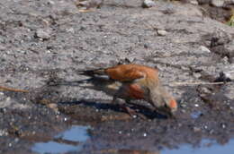 Image of Linnets