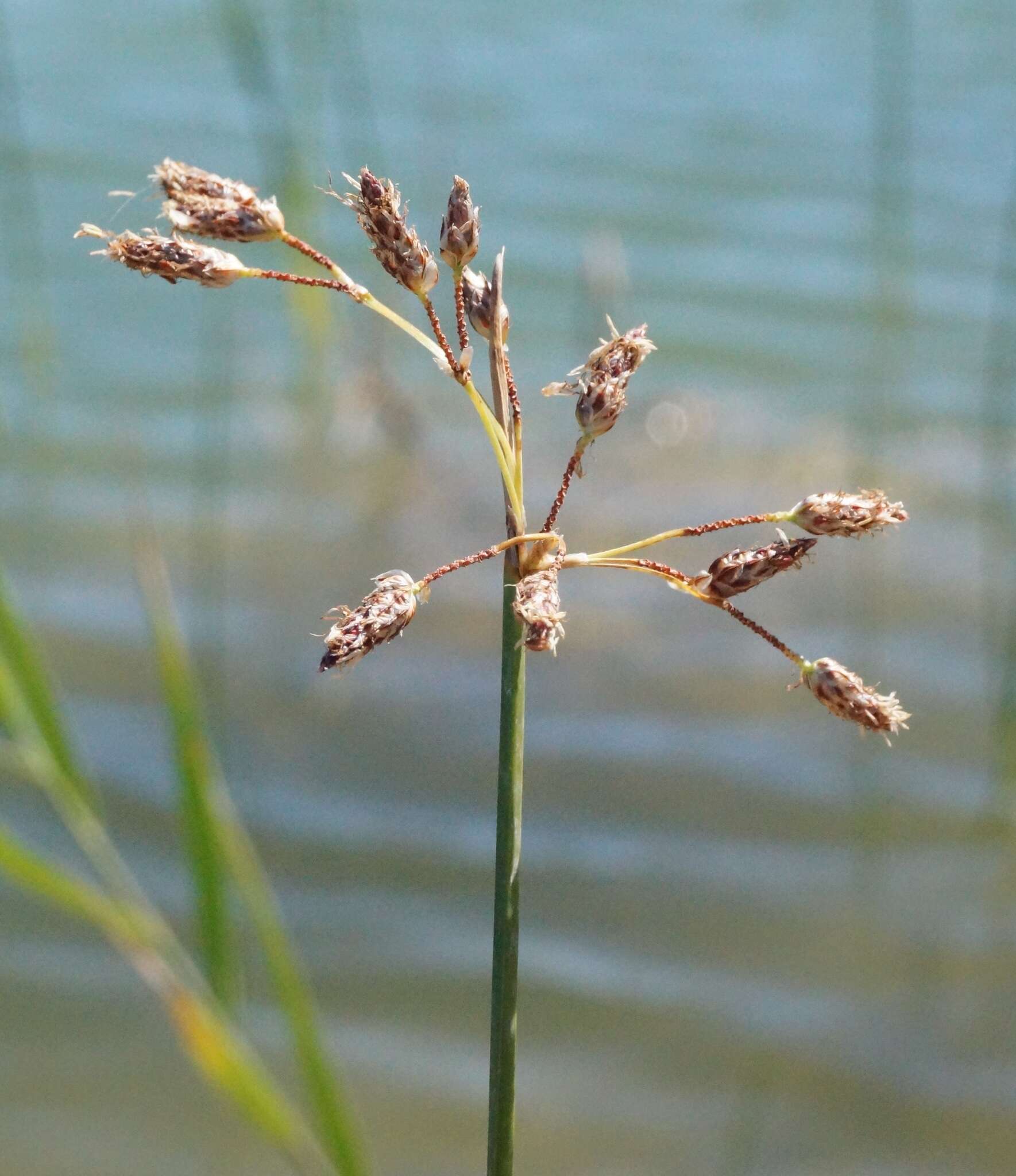 Image of Plumes of Water from the bristles