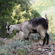 Image of domestic goat