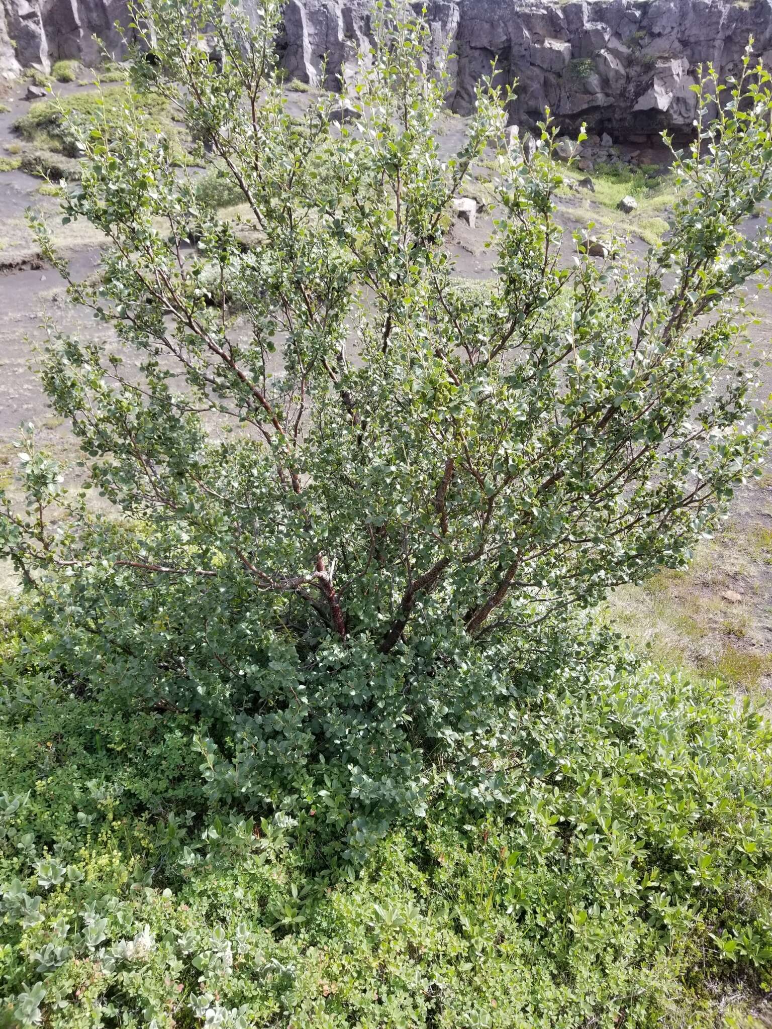 Image of Brown Birch