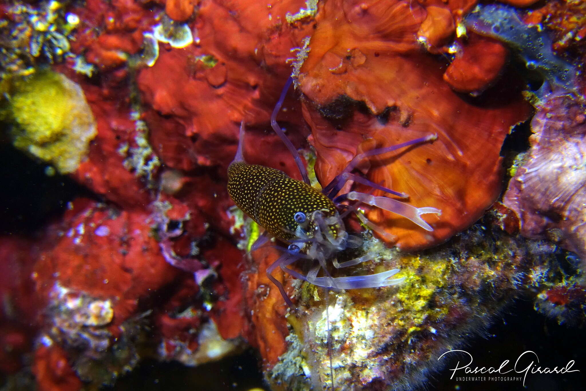 Image of golden-spotted shrimp