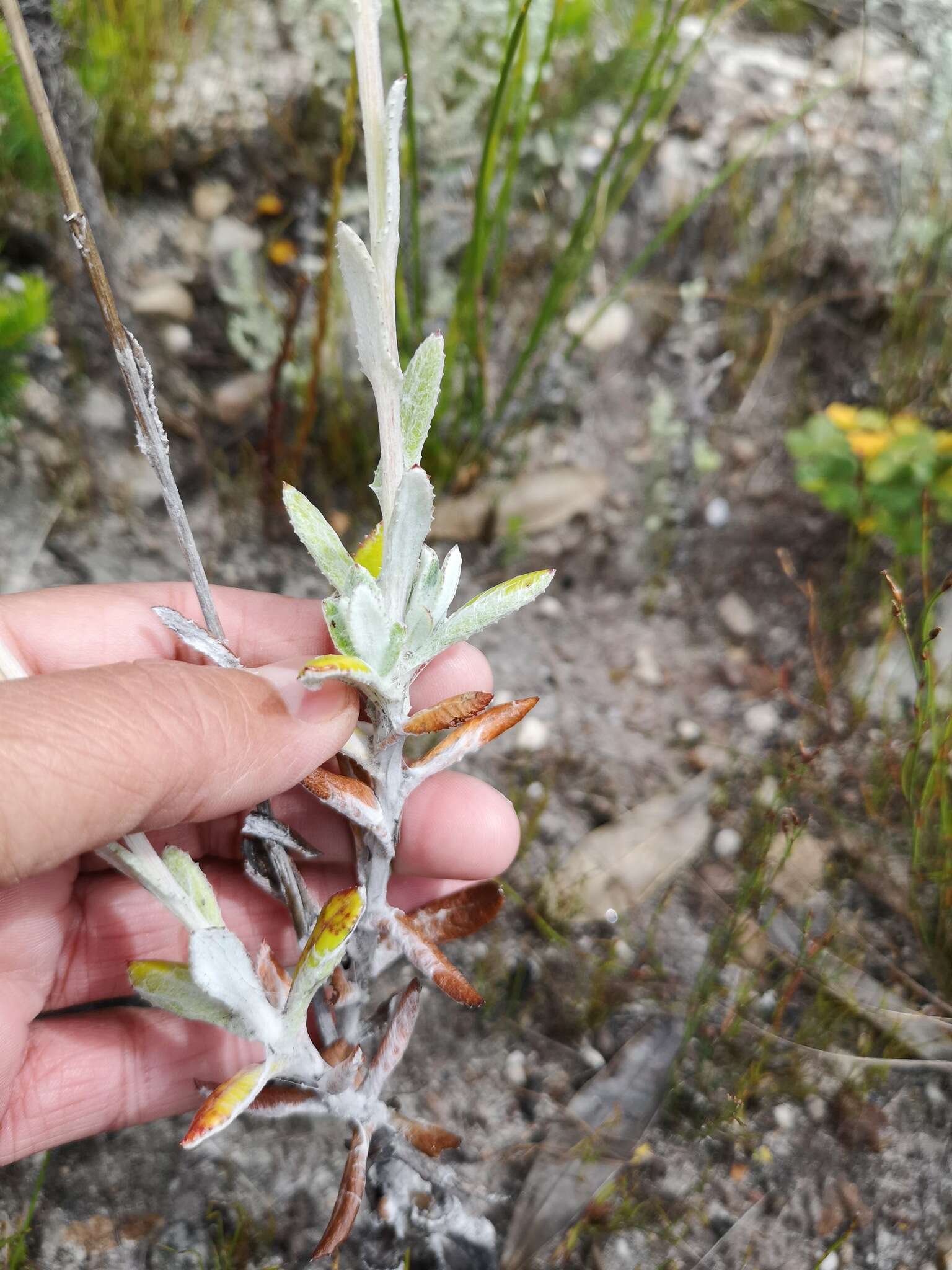 Image of Oresbia heterocarpa Cron & B. Nord.