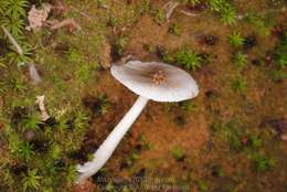 صورة Amanita ovalispora Boedijn 1951