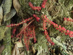 Image de Baccaurea courtallensis (Wight) Müll. Arg.