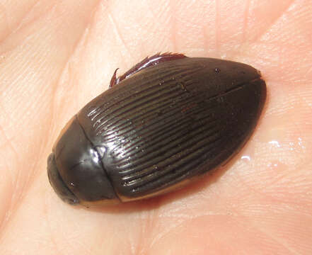 Image of Understriped Diving Beetle