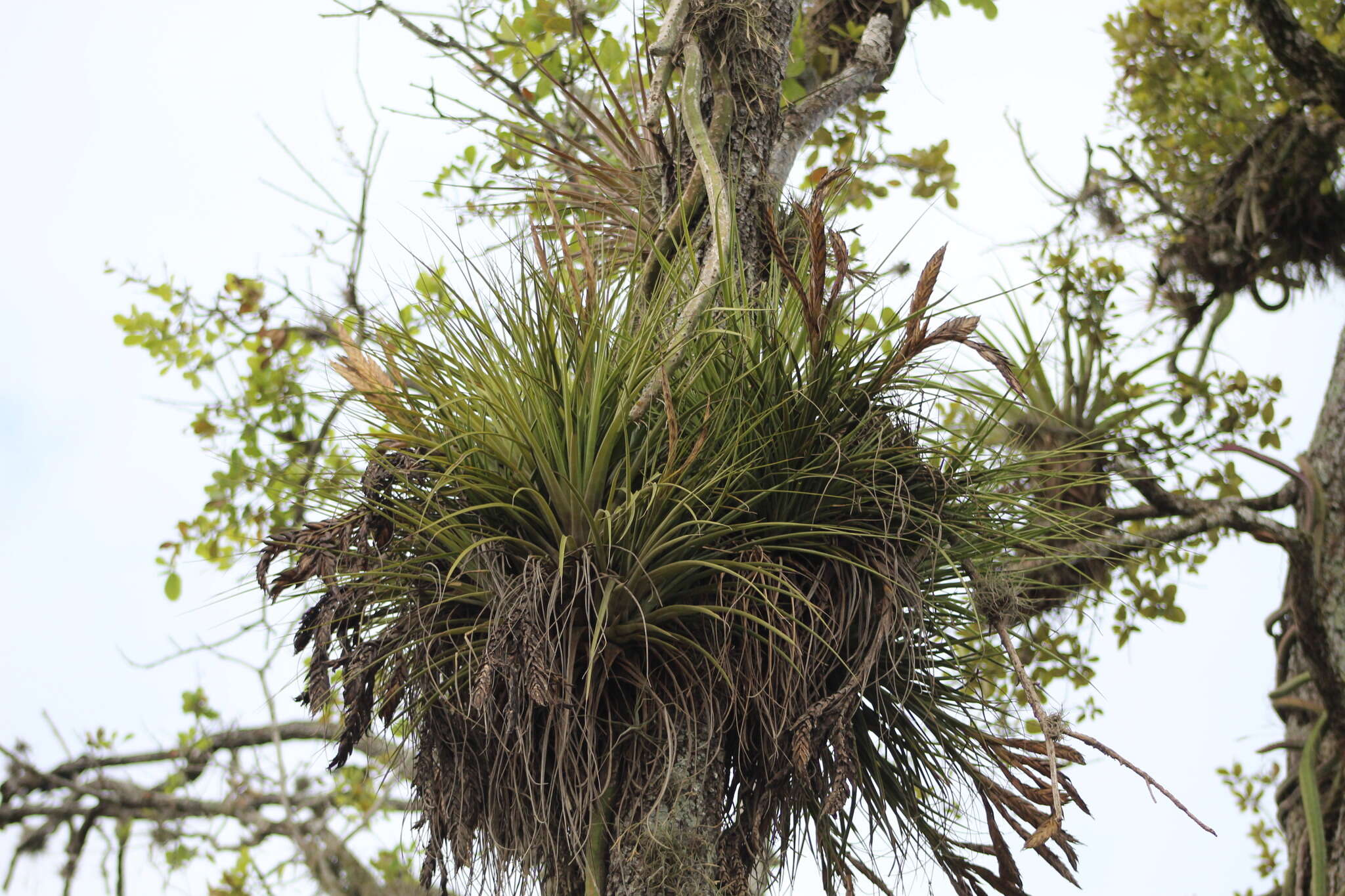 Слика од Tillandsia inopinata Espejo, López-Ferr. & W. Till