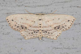 Image of Frosted Tan Wave Moth