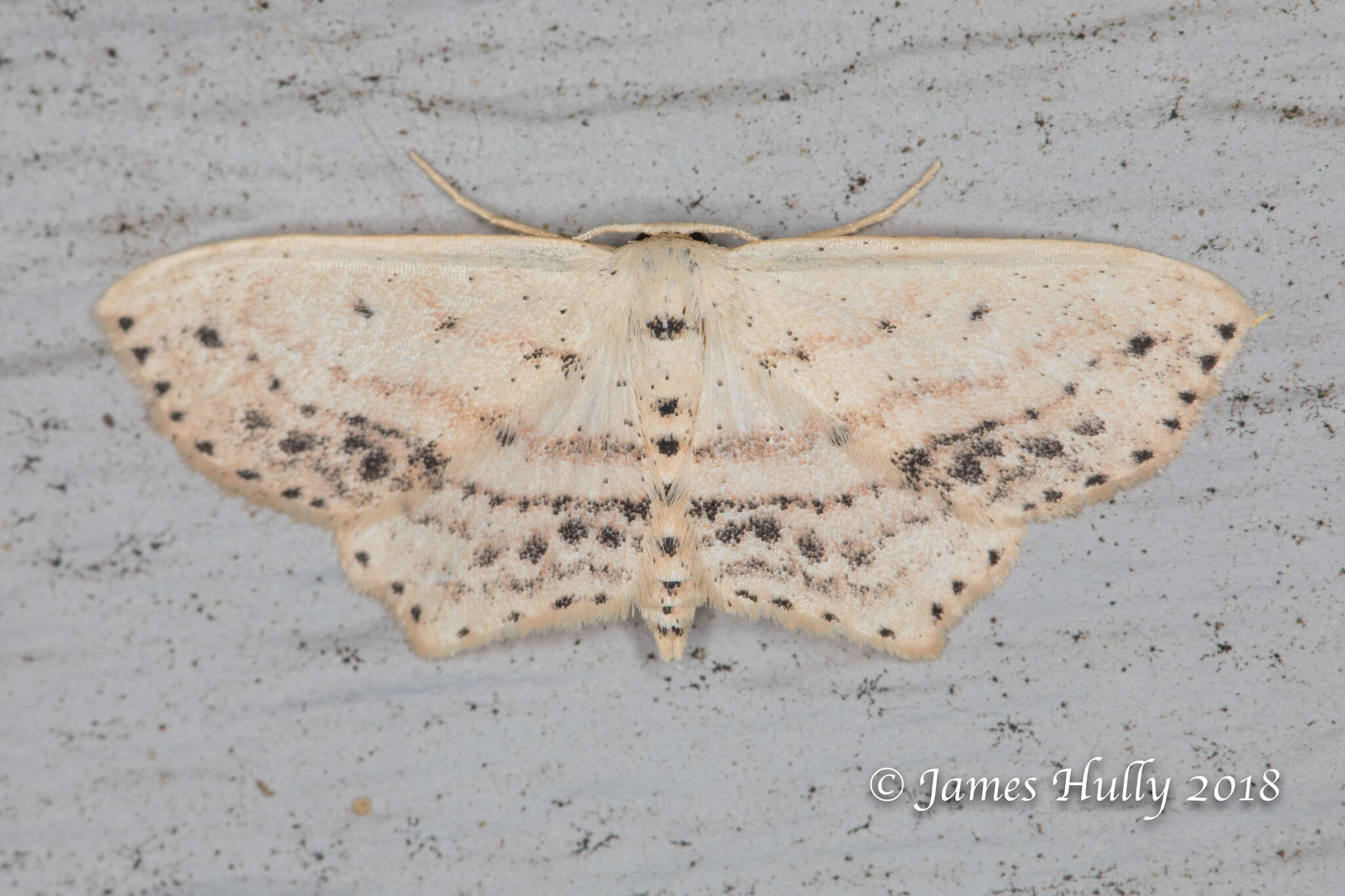 Image of Frosted Tan Wave Moth