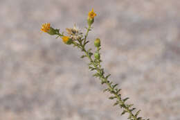 Image of Heterotheca joshuana G. L. Nesom