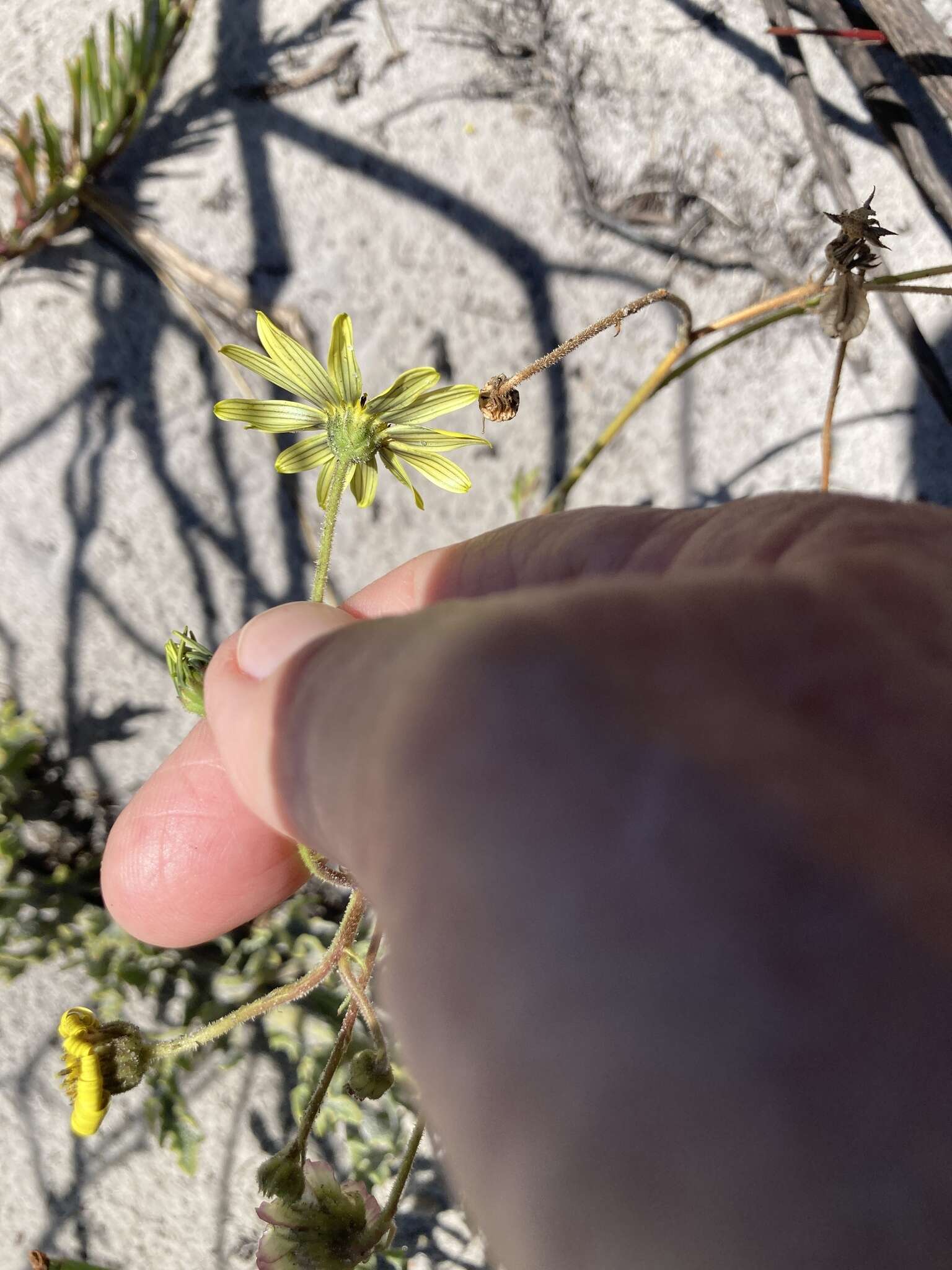 Image of Osteospermum dentatum Burm. fil.