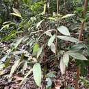 Image of Ardisia colorata