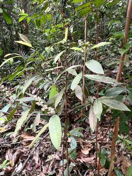 Image of Ardisia colorata