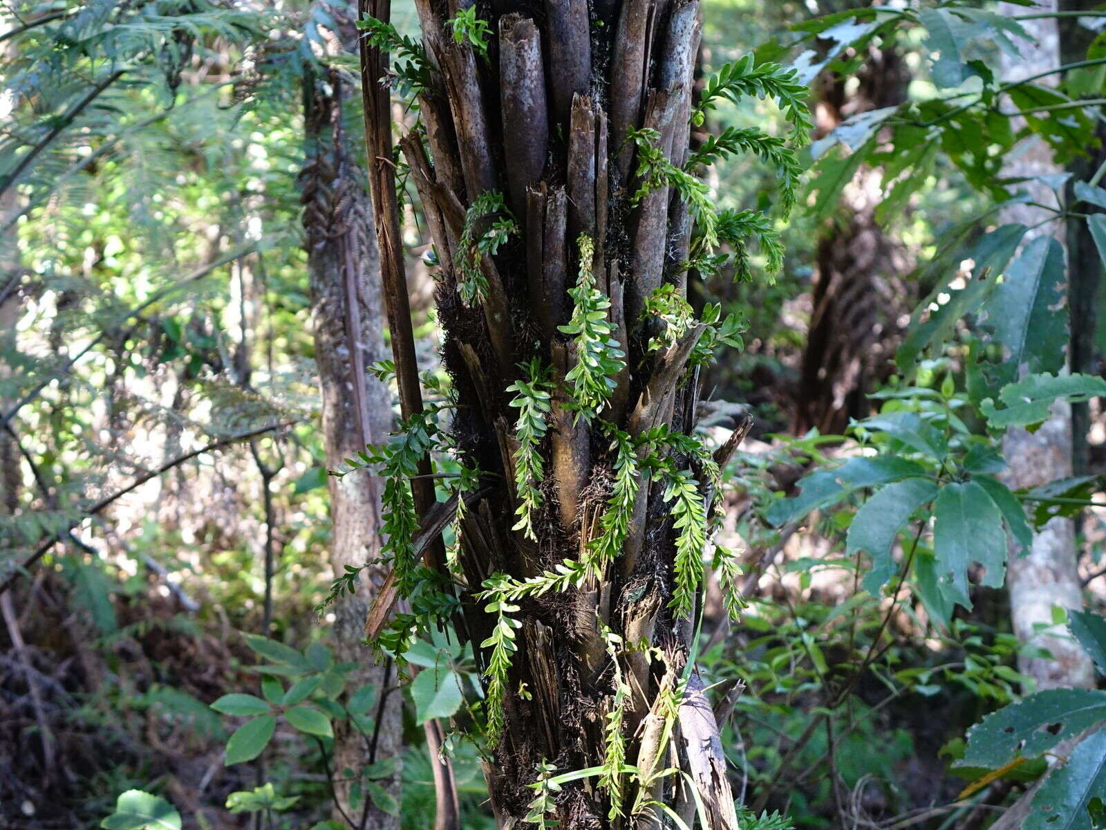 Image of Tmesipteris tannensis (Spreng.) Bernh.