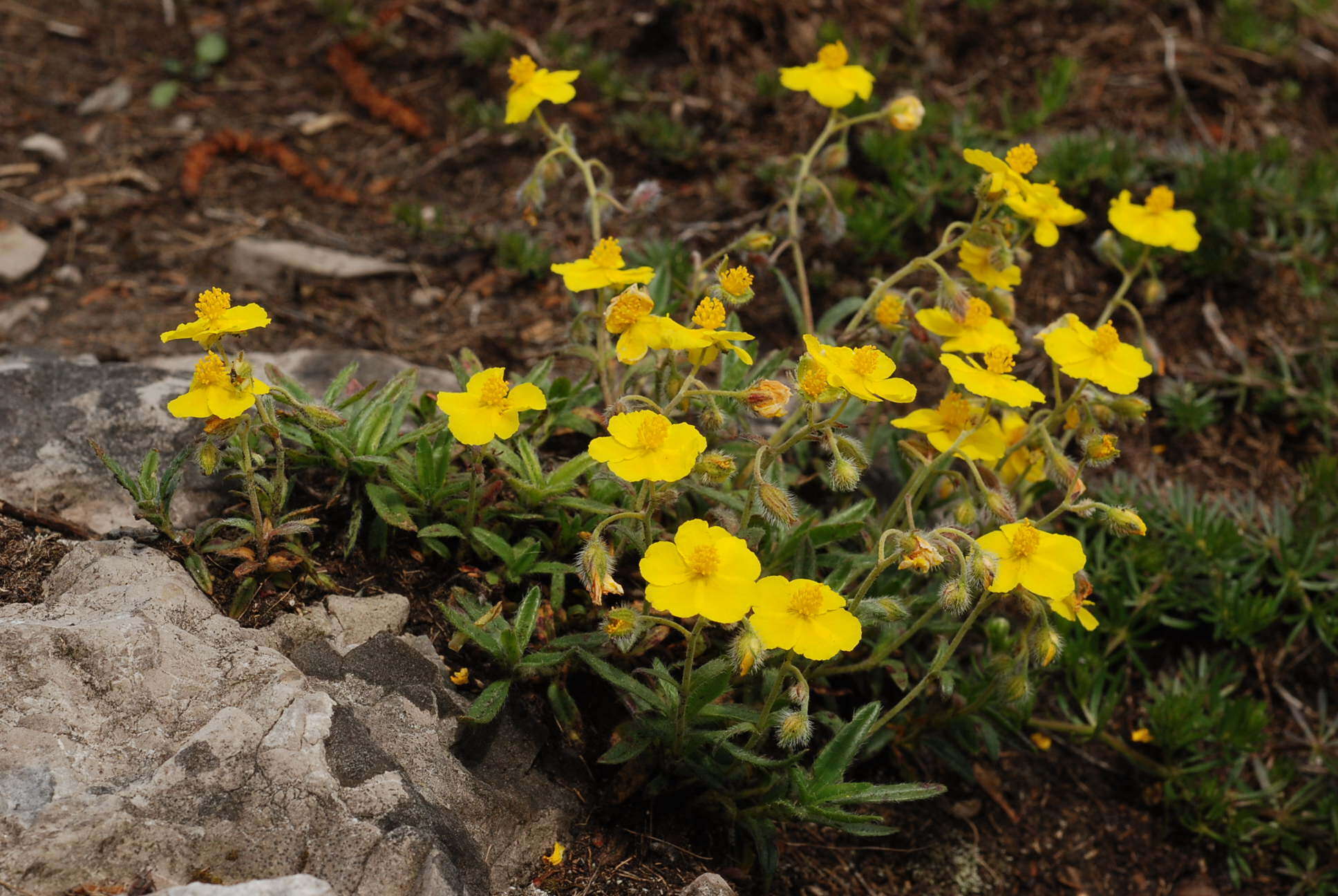 Image of Hoary Rock-rose