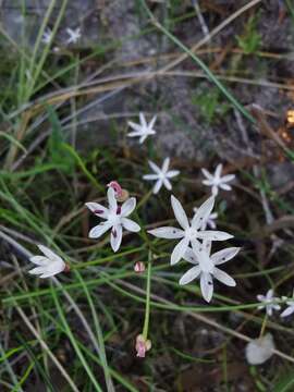 Image of Strumaria tenella subsp. tenella