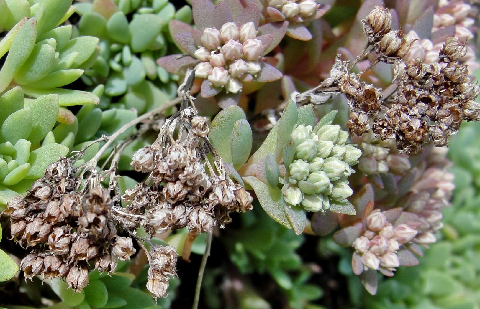 Image of Hylotelephium cyaneum (J. Rudolph) H. Ohba