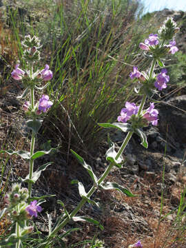 Image de Penstemon eriantherus var. whitedii (Piper) A. Nels.