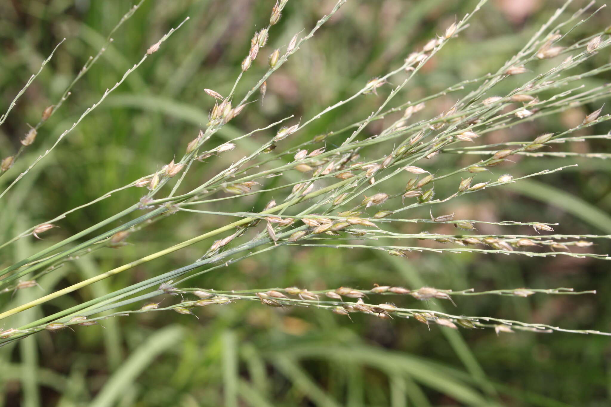 Plancia ëd Alloteropsis semialata (R. Br.) Hitchc.