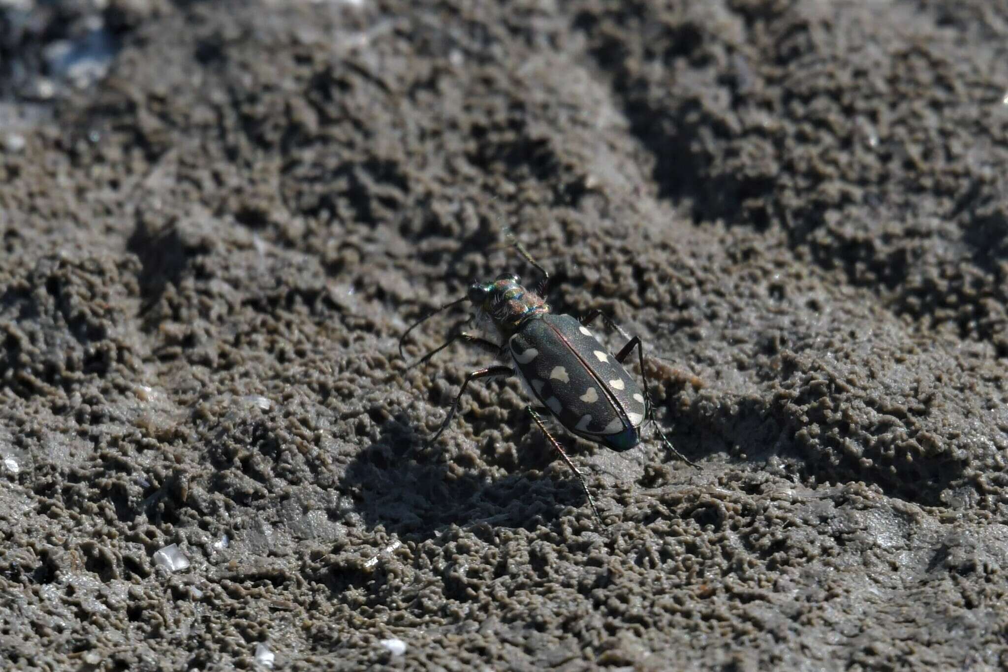 Image of Calomera littoralis conjunctaepustulata