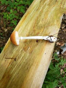 Leucoagaricus rubrotinctus (Peck) Singer 1948 resmi