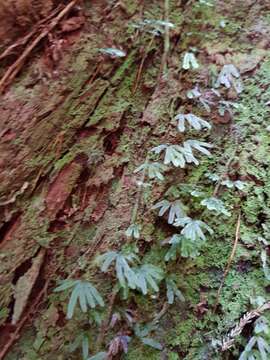 Image de Hymenophyllum lyallii Hook. fil.