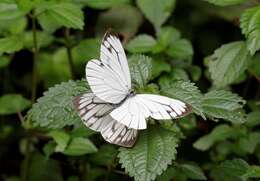 Image of Pieris extensa Poujade 1888