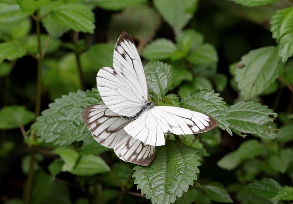 Image of Pieris extensa Poujade 1888