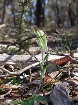 Image of Sharp-leaf greenhood