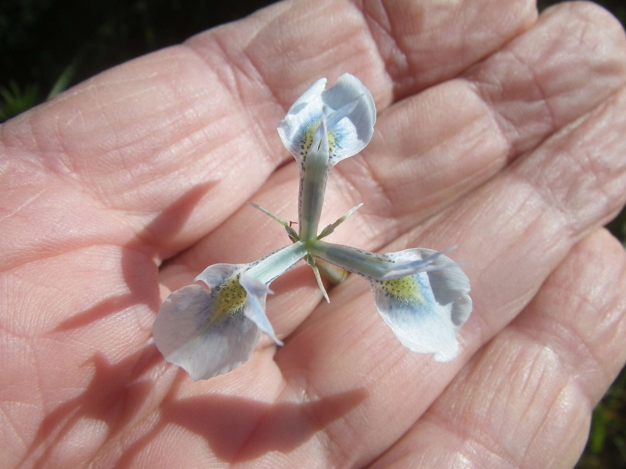 Image of Moraea punctata Baker