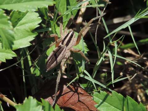 Image of Dotted Wolf Spider