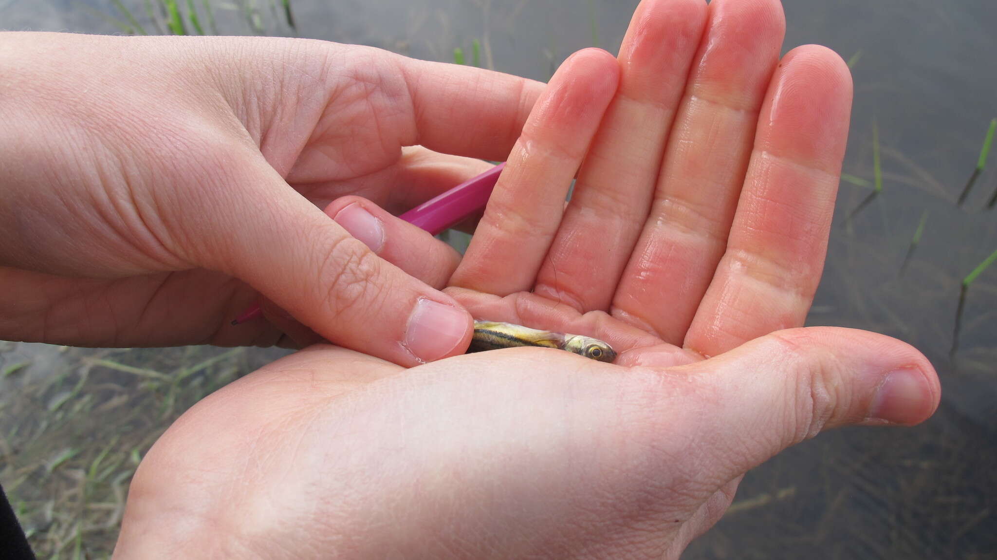 Image of Northern Redbelly Dace