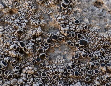 Image of California rim lichen