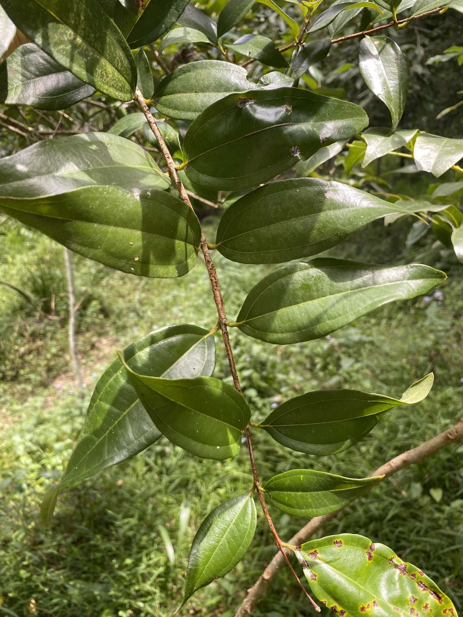 Rhodamnia argentea Benth. resmi