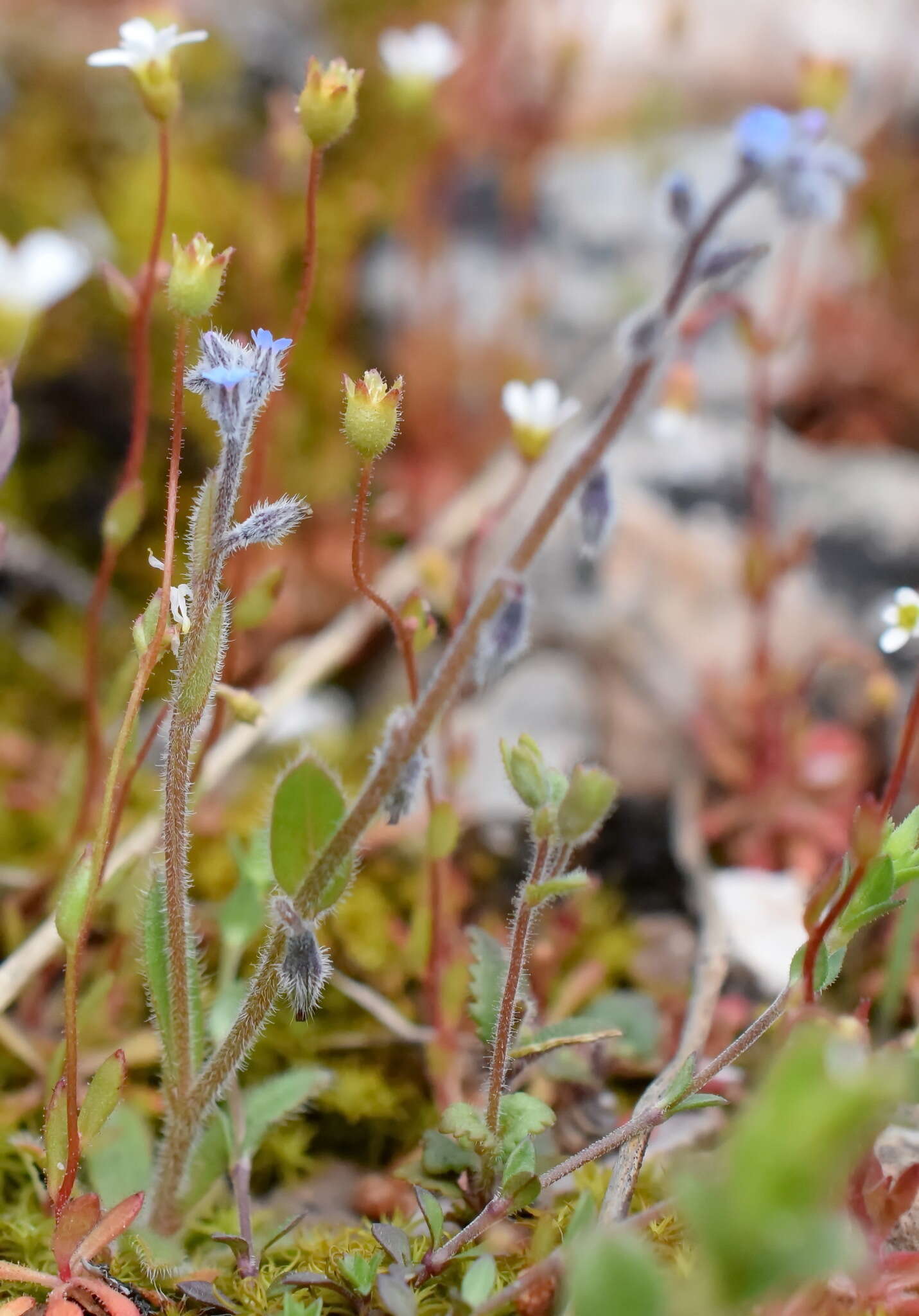 Image of Myosotis refracta Boiss.