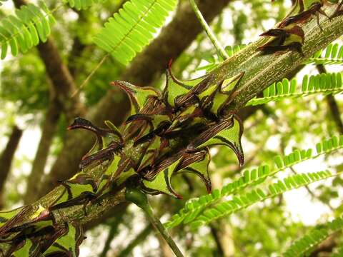 Image of Thorn Treehopper