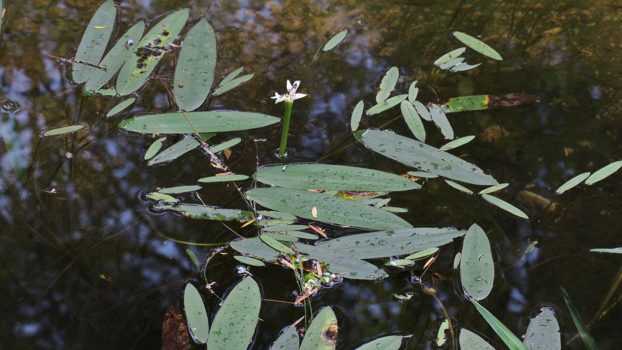 Imagem de Aponogeton distachyos L. fil.