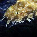 Image of Dwarf Spotted Wobbegong