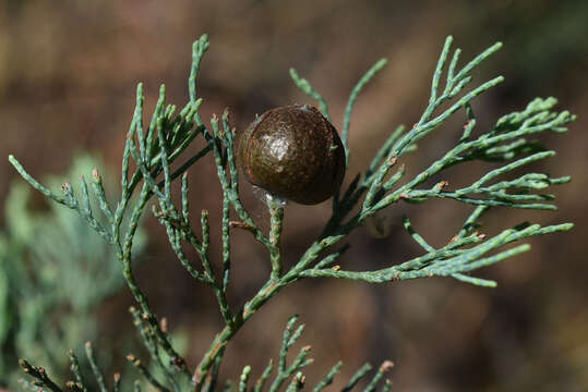 Plancia ëd Callitris columellaris F. Muell.