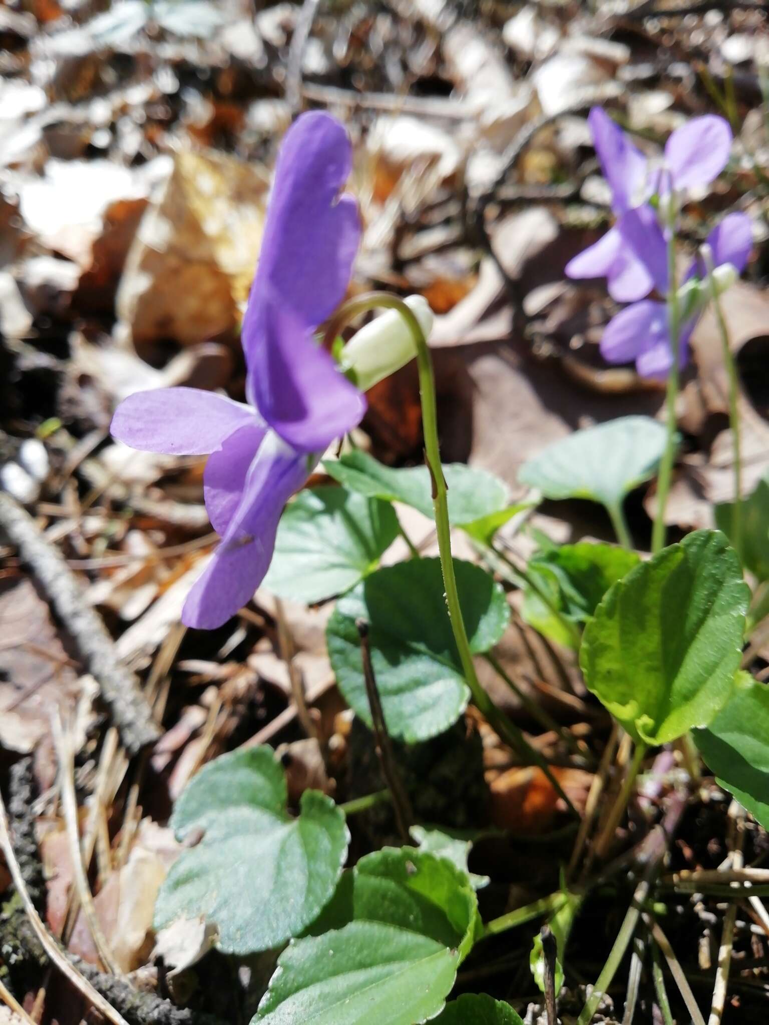 Image of common dog-violet