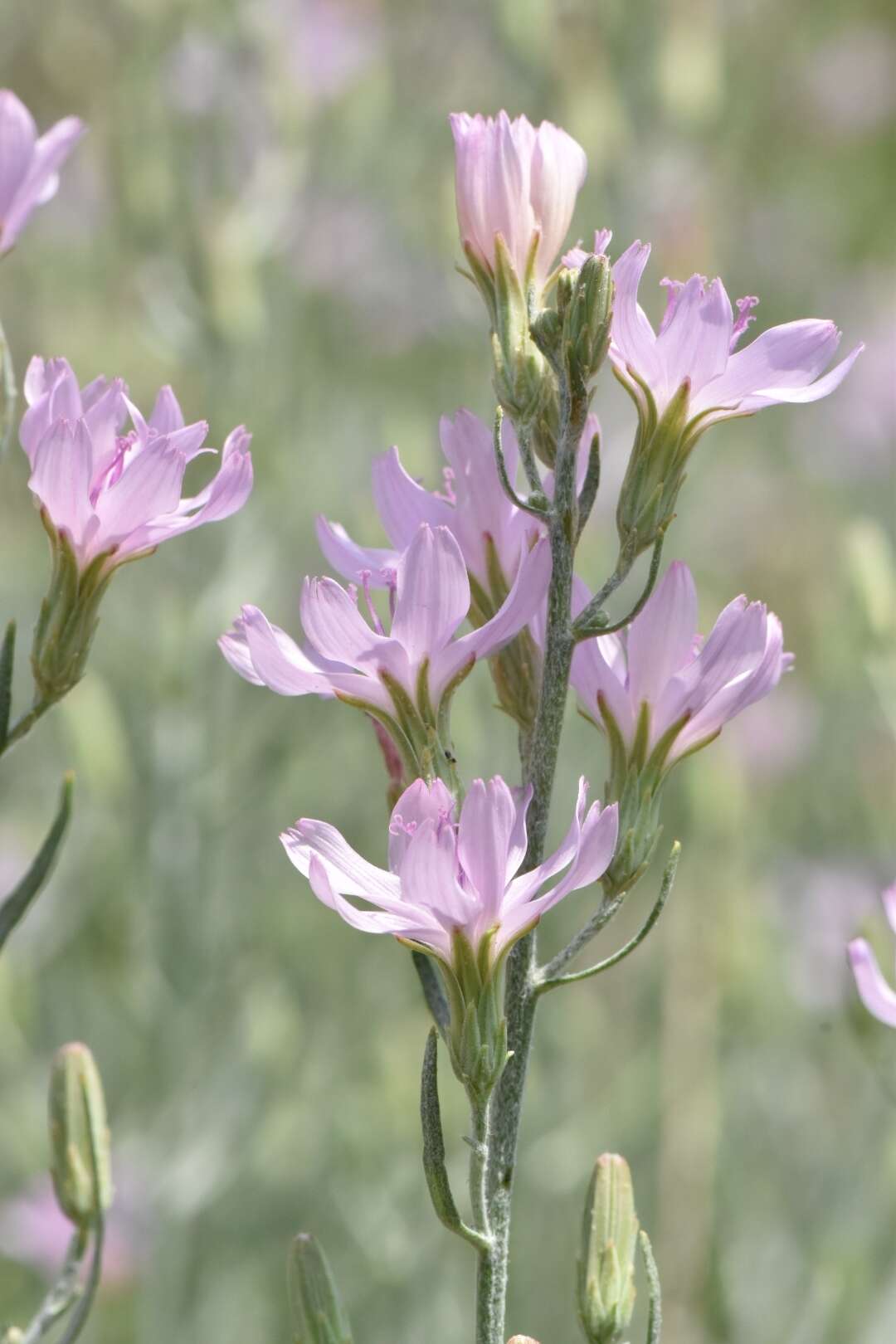 صورة Stephanomeria occultata